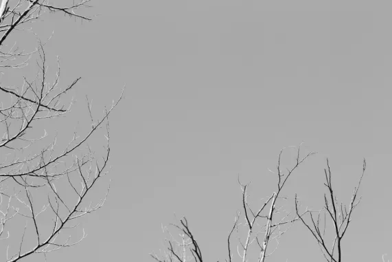 بوكيت وين كازينو الدعم